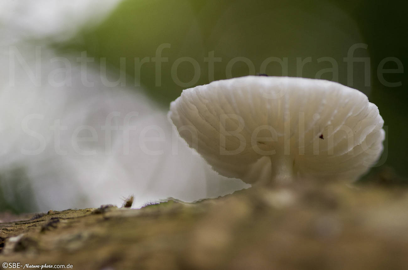 PB110383